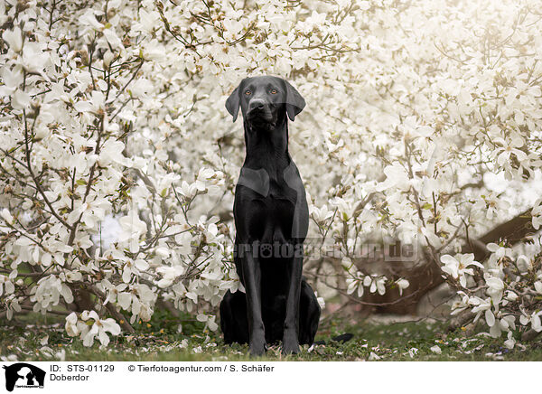 Doberdor / STS-01129