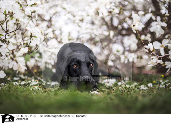 Doberdor / STS-01130