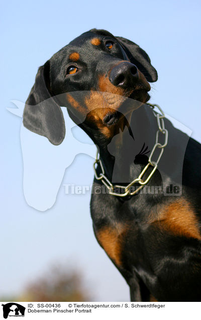 Dobermann Portrait / Doberman Pinscher Portrait / SS-00436