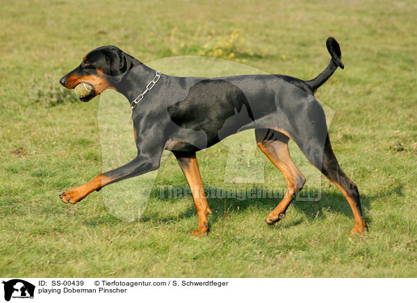 spielender Dobermann / playing Doberman Pinscher / SS-00439