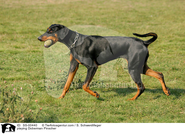 playing Doberman Pinscher / SS-00440