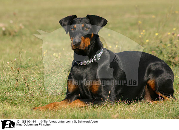 liegender Dobermann / lying Doberman Pinscher / SS-00444