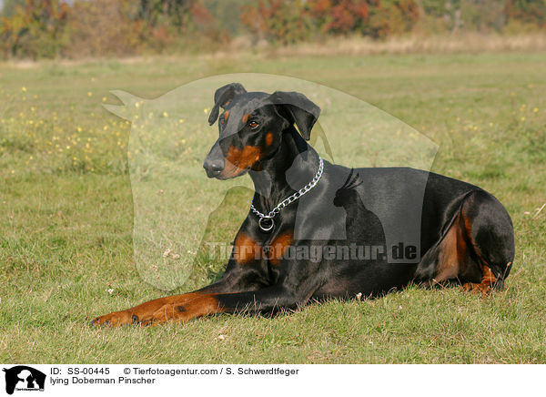 liegender Dobermann / lying Doberman Pinscher / SS-00445