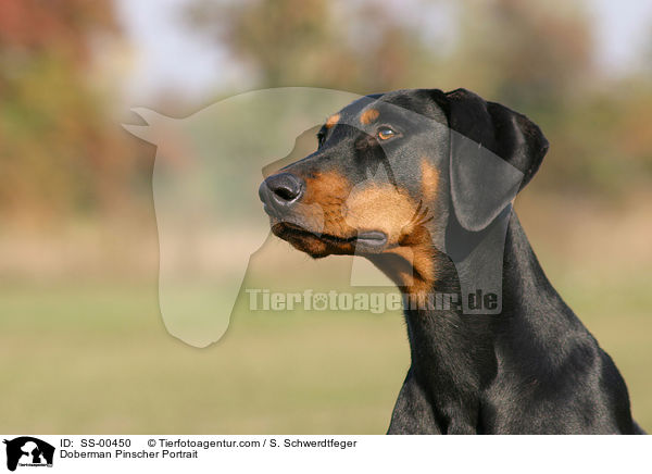 Dobermann Portrait / Doberman Pinscher Portrait / SS-00450
