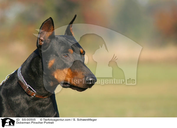 Dobermann Portrait / Doberman Pinscher Portrait / SS-00505