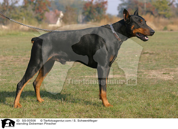 stehender Dobermann / standing Doberman Pinscher / SS-00506