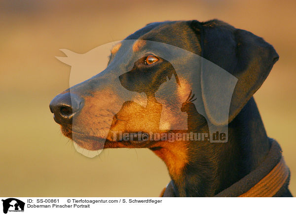 Dobermann Portrait / Doberman Pinscher Portrait / SS-00861