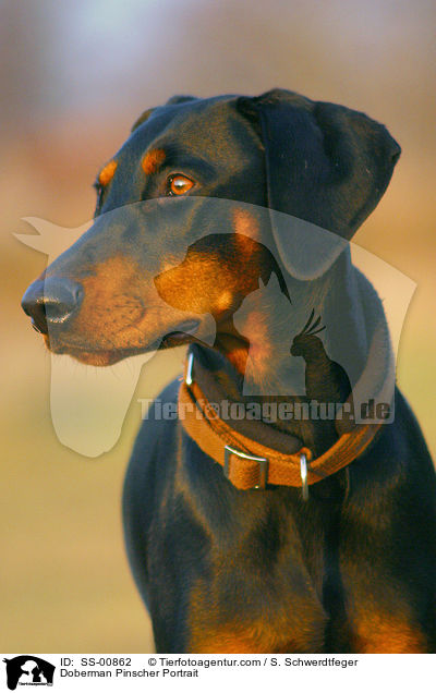 Dobermann Portrait / Doberman Pinscher Portrait / SS-00862