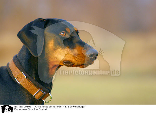 Dobermann Portrait / Doberman Pinscher Portrait / SS-00863