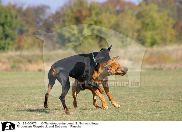 Rhodesian Ridgeback und Dobermann / Rhodesian Ridgeback and Doberman Pinscher / SS-00973