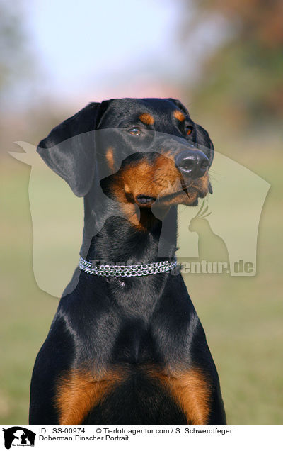 Dobermann Portrait / Doberman Pinscher Portrait / SS-00974