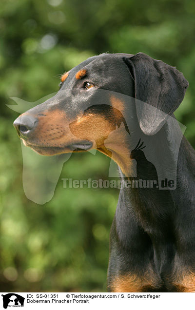 Dobermann Portrait / Doberman Pinscher Portrait / SS-01351