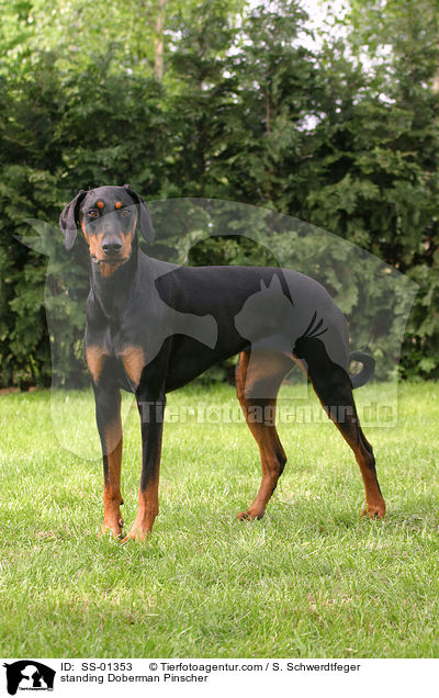 stehender Dobermann / standing Doberman Pinscher / SS-01353