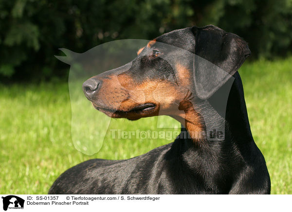 Dobermann Portrait / Doberman Pinscher Portrait / SS-01357