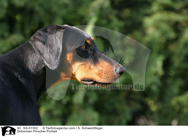 Dobermann Portrait / Doberman Pinscher Portrait / SS-01362