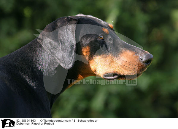 Doberman Pinscher Portrait / SS-01363