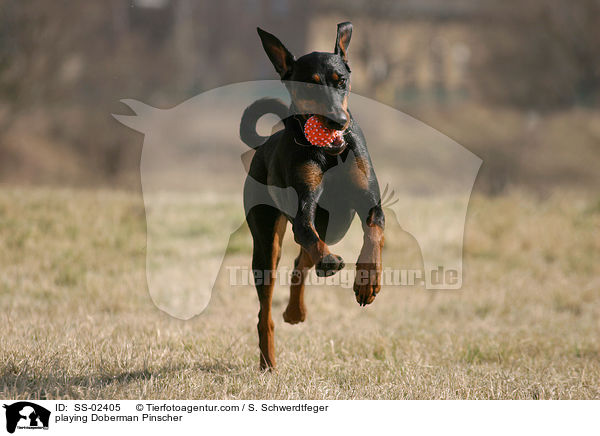 spielender Dobermann / playing Doberman Pinscher / SS-02405