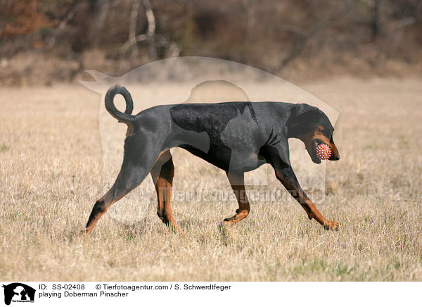 spielender Dobermann / playing Doberman Pinscher / SS-02408