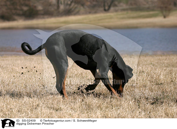 buddelnder Dobermann / digging Doberman Pinscher / SS-02409