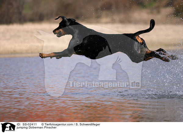 springender Dobermann / jumping Doberman Pinscher / SS-02411