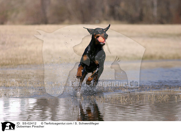 spielender Dobermann / Doberman Pinscher / SS-02412