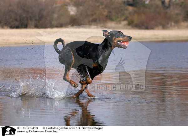 rennender Dobermann / running Doberman Pinscher / SS-02413