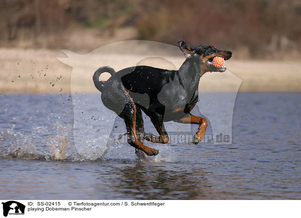 spielender Dobermann / playing Doberman Pinscher / SS-02415