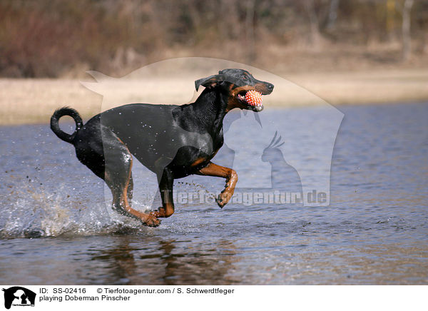 spielender Dobermann / playing Doberman Pinscher / SS-02416