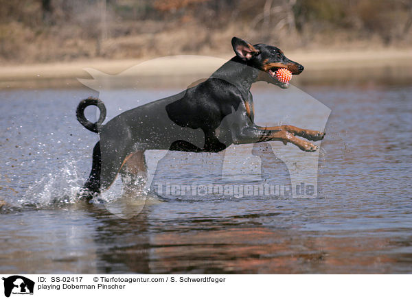 spielender Dobermann / playing Doberman Pinscher / SS-02417