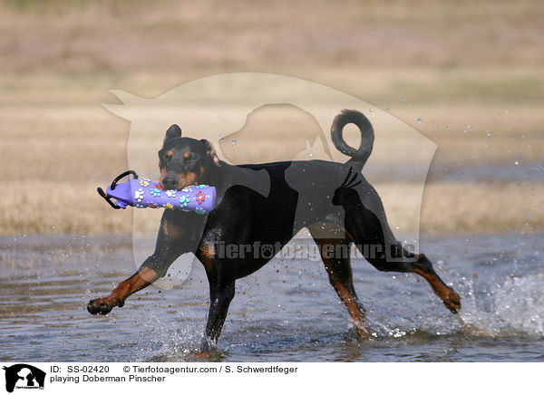 spielender Dobermann / playing Doberman Pinscher / SS-02420