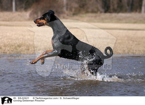 rennender Dobermann / running Doberman Pinscher / SS-02421