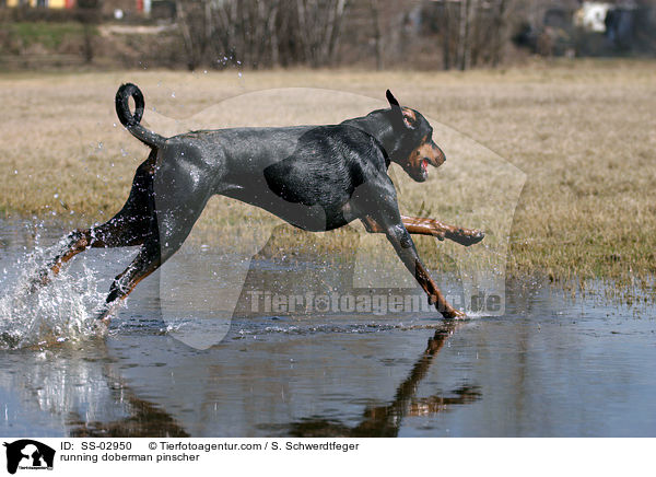 Dobermann in Bewegung / running doberman pinscher / SS-02950