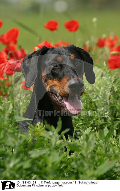 Dobermann im Mohnfeld / Doberman Pinscher in poppy field / SS-03128