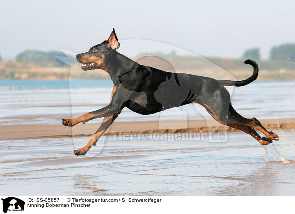 rennender Dobermann / running Doberman Pinscher / SS-05857