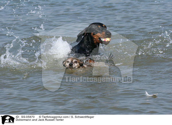 Dobermann und Jack Russell Terrier / Dobermann and Jack Russell Terrier / SS-05870