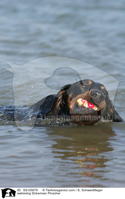 schwimmender Dobermann / swimming Doberman Pinscher / SS-05879
