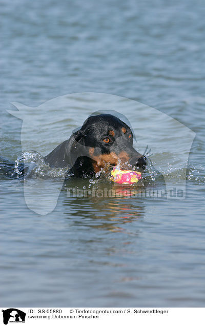 schwimmender Dobermann / swimming Doberman Pinscher / SS-05880