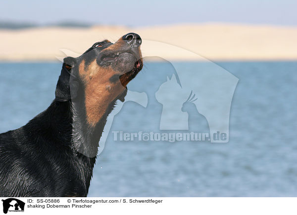 schttelnder Dobermann / shaking Doberman Pinscher / SS-05886