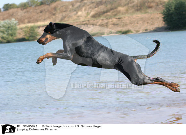 springender Dobermann / jumping Doberman Pinscher / SS-05891