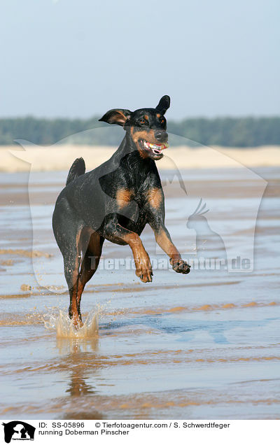 rennender Dobermann / running Doberman Pinscher / SS-05896