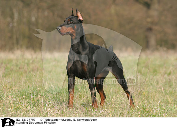 stehender kupierter Dobermann / standing Doberman Pinscher / SS-07757