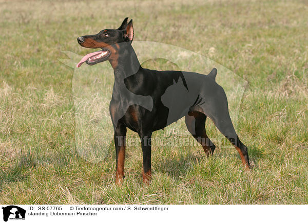 stehender kupierter Dobermann / standing Doberman Pinscher / SS-07765