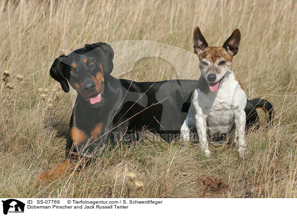Doberman Pinscher and Jack Russell Terrier / SS-07769