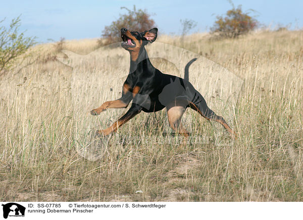 rennender Dobermann / running Doberman Pinscher / SS-07785