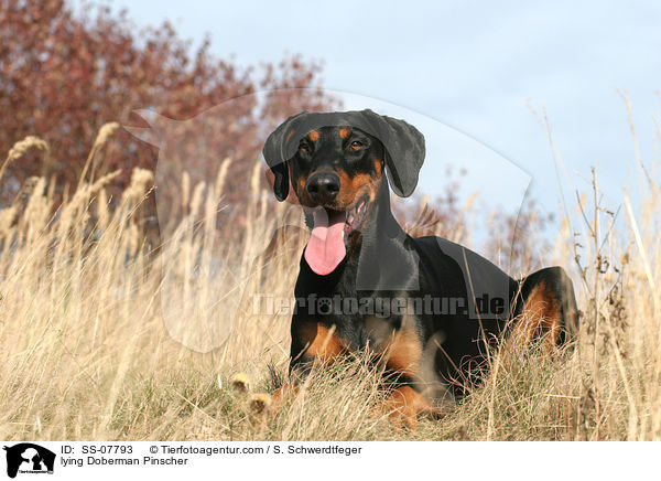 liegender Dobermann / lying Doberman Pinscher / SS-07793