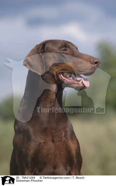 Dobermann / Doberman Pinscher / TM-01269