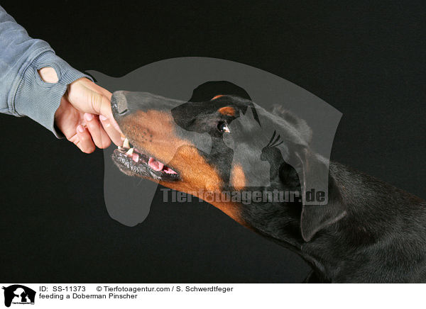 Dobermann wird gefttert / feeding a Doberman Pinscher / SS-11373