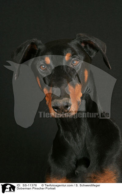 Dobermann Portrait / Doberman Pinscher Portrait / SS-11376