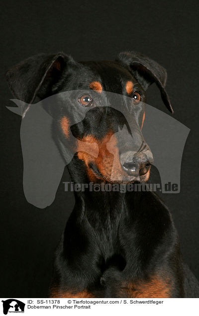 Dobermann Portrait / Doberman Pinscher Portrait / SS-11378