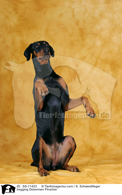 Dobermann macht Mnnchen / begging Doberman Pinscher / SS-11423